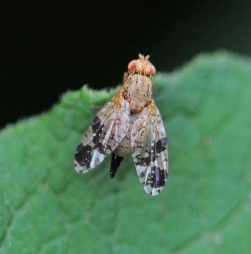 Tephritis bardanae